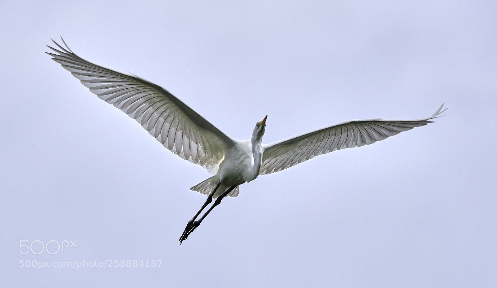Canon EOS-1D X Mark II sample photo. 05-21-18-0019206.jpg photography