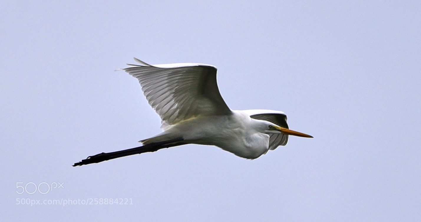 Canon EOS-1D X Mark II sample photo. 05-21-18-0019201.jpg photography