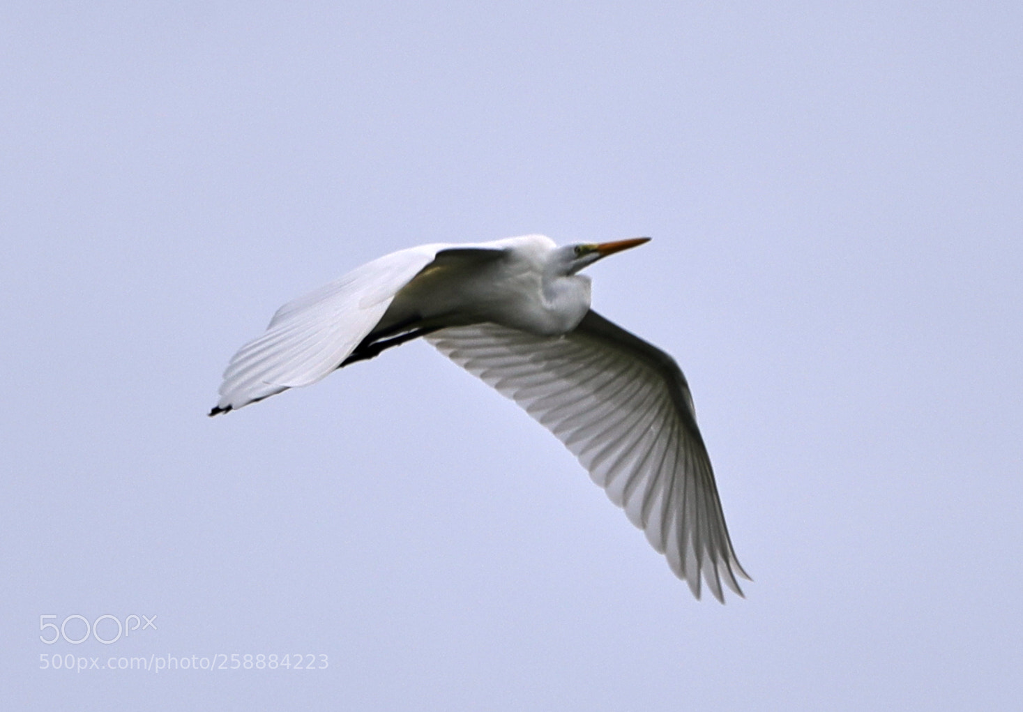 Canon EOS-1D X Mark II sample photo. 05-21-18-0019203.jpg photography