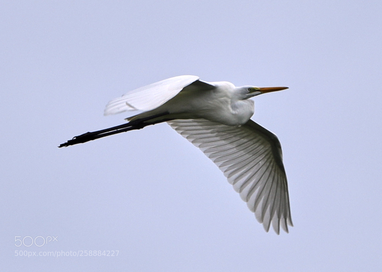 Canon EOS-1D X Mark II sample photo. 05-21-18-0019202.jpg photography
