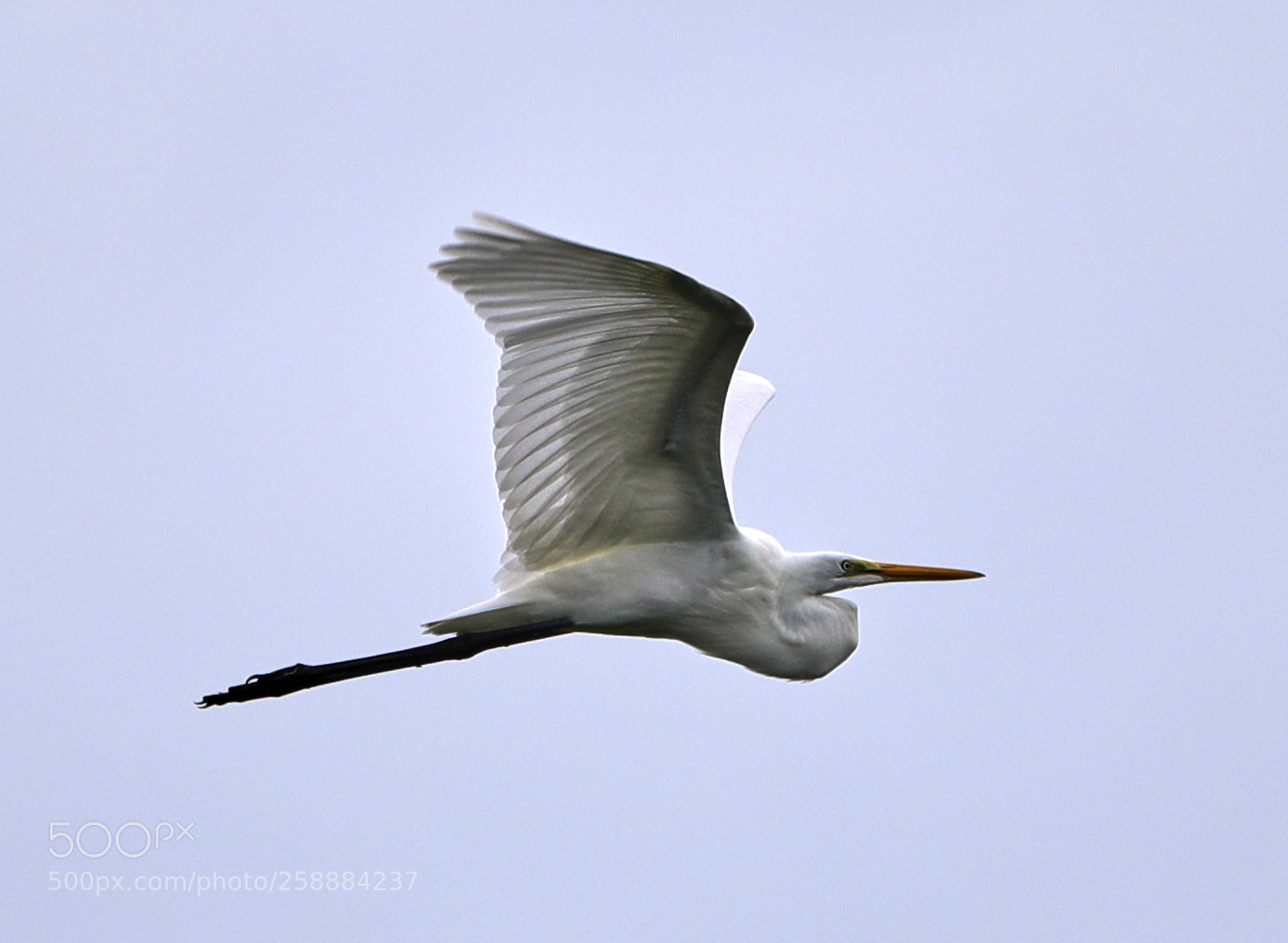 Canon EOS-1D X Mark II sample photo. 05-21-18-0019199.jpg photography