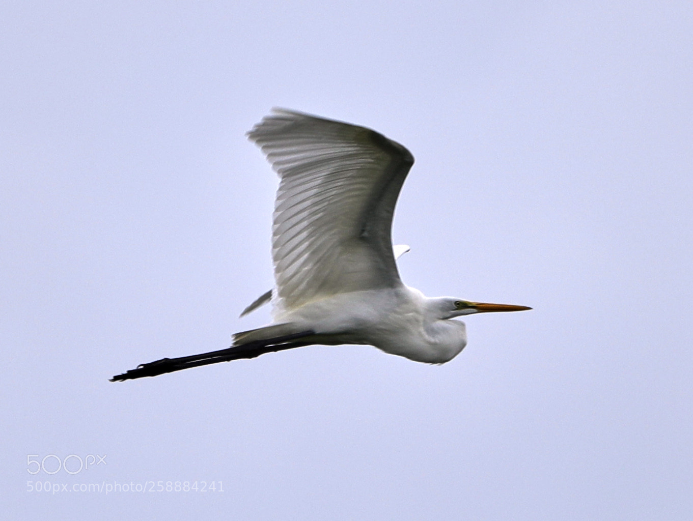 Canon EOS-1D X Mark II sample photo. 05-21-18-0019198.jpg photography