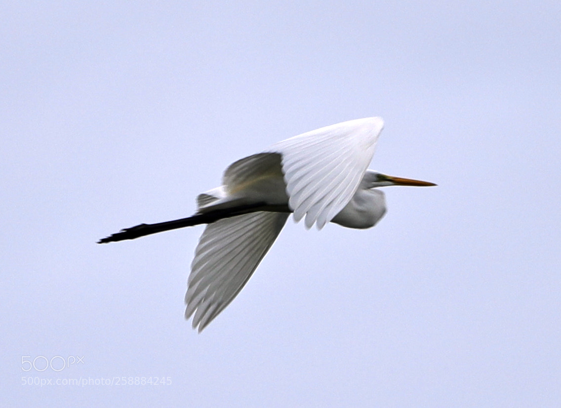 Canon EOS-1D X Mark II sample photo. 05-21-18-0019197.jpg photography