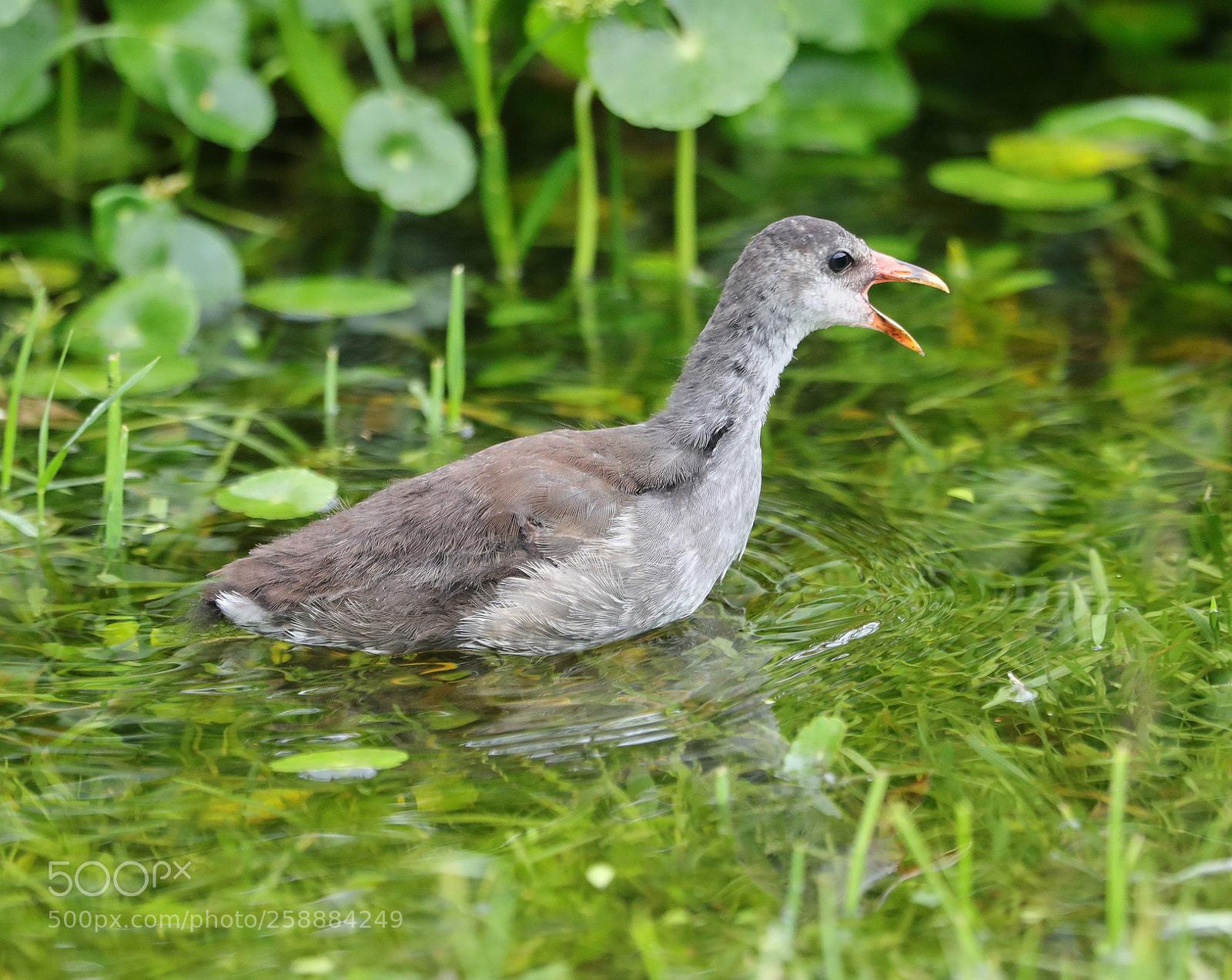 Canon EOS-1D X Mark II sample photo. 05-21-18-0019194.jpg photography