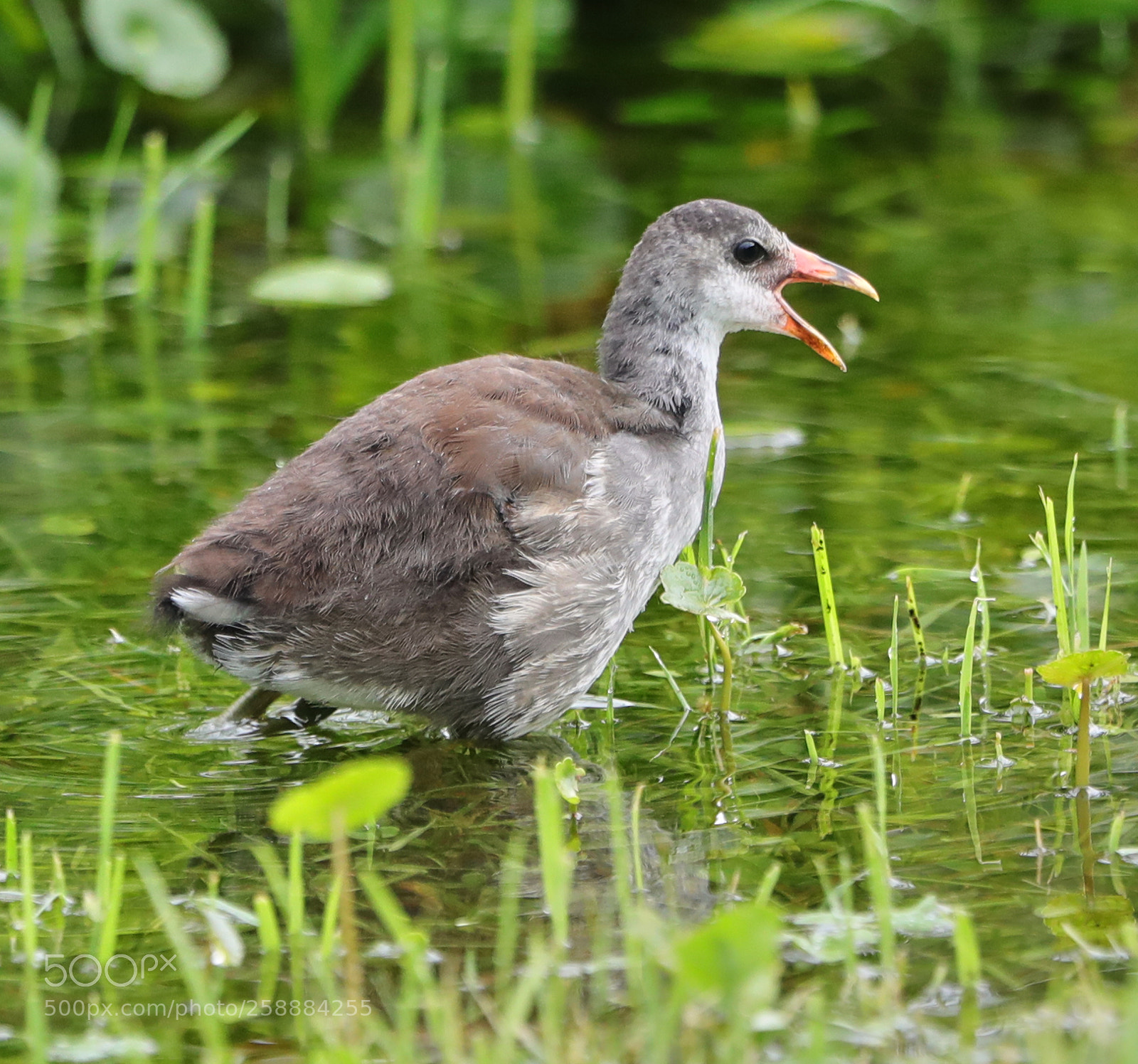 Canon EOS-1D X Mark II sample photo. 05-21-18-0019195.jpg photography