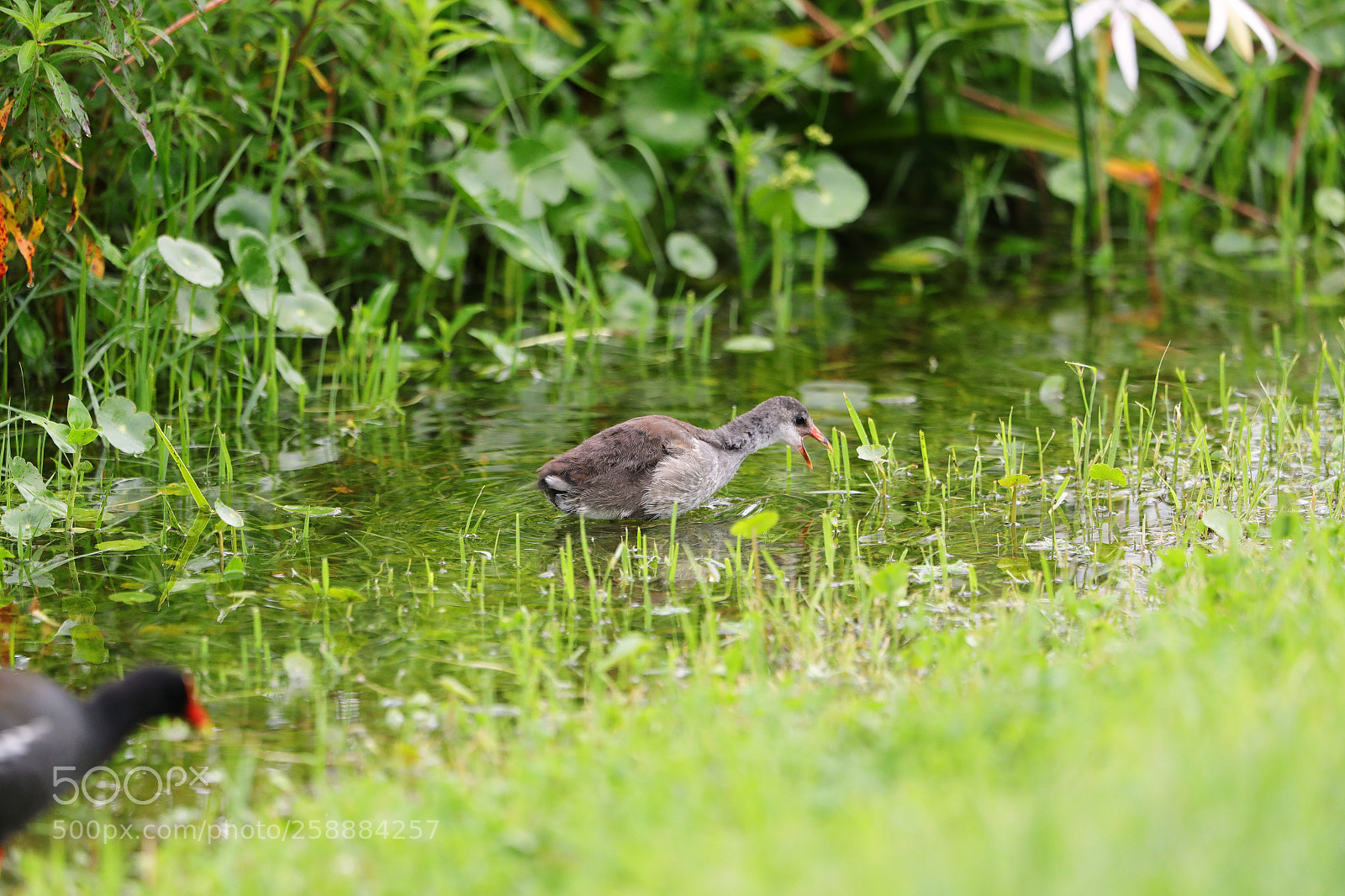 Canon EOS-1D X Mark II sample photo. 05-21-18-0019196.jpg photography