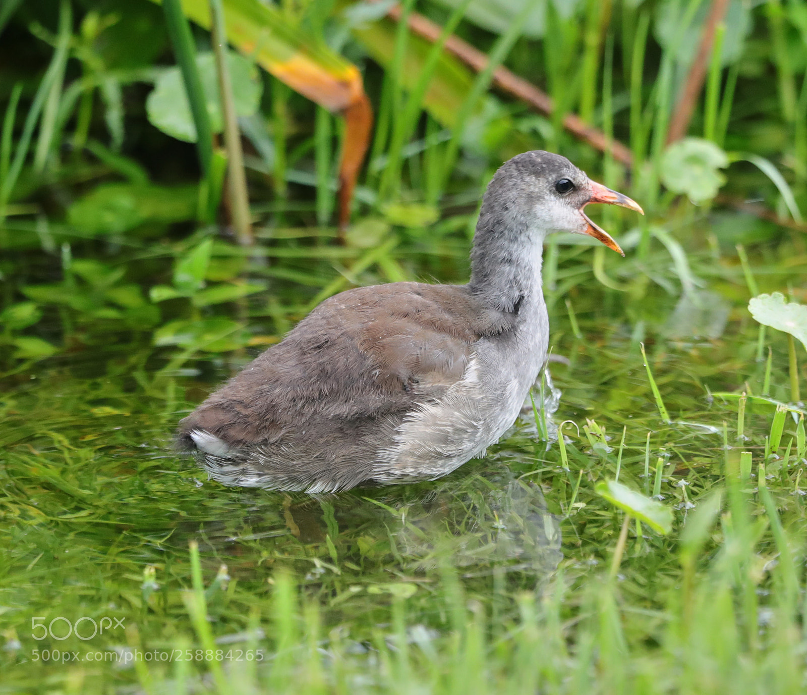 Canon EOS-1D X Mark II sample photo. 05-21-18-0019193.jpg photography