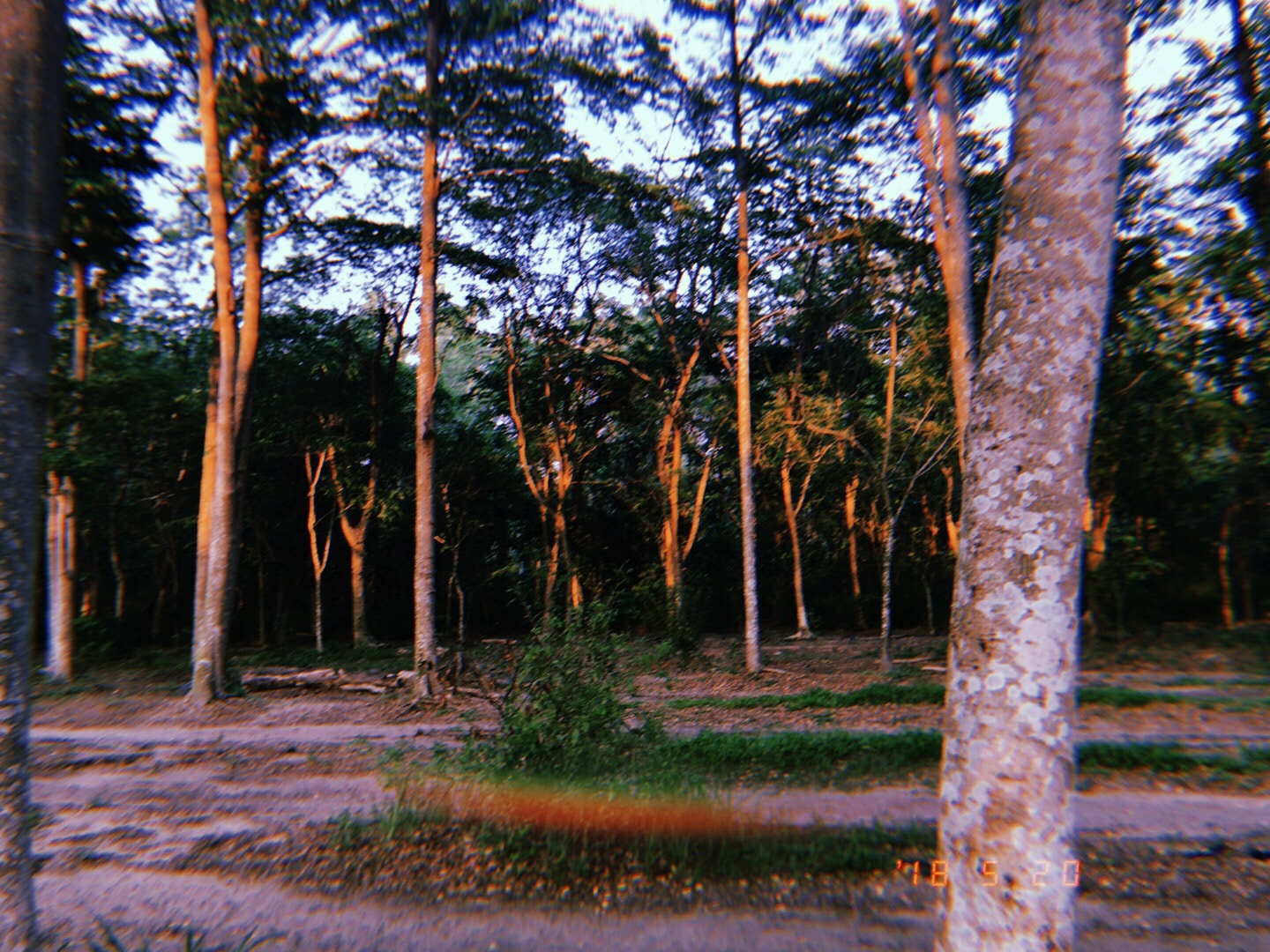 Apple iPhone sample photo. Forest  photography