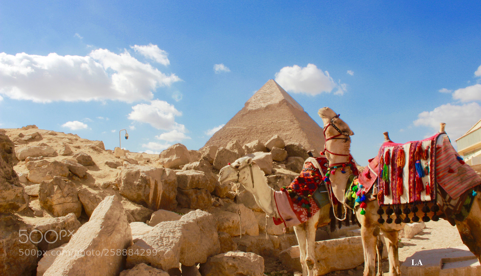 Canon EOS 600D (Rebel EOS T3i / EOS Kiss X5) sample photo. Camel photography