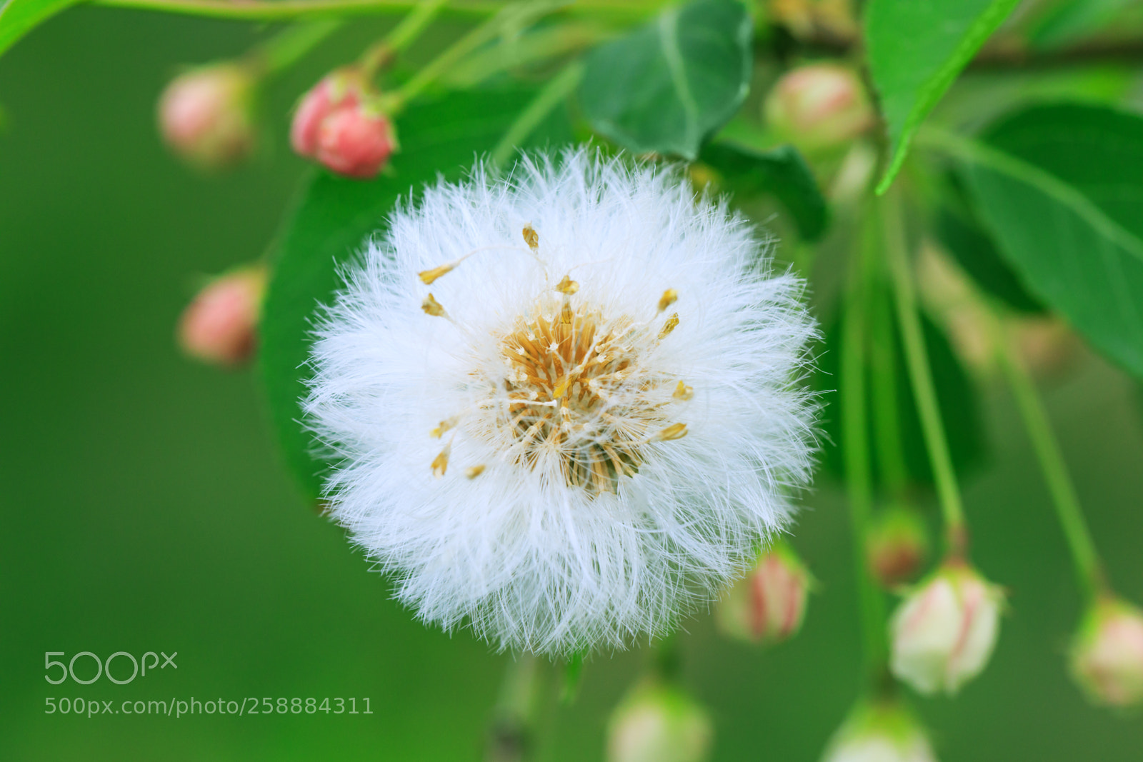 Canon EOS 5D Mark IV sample photo. Close up of a photography
