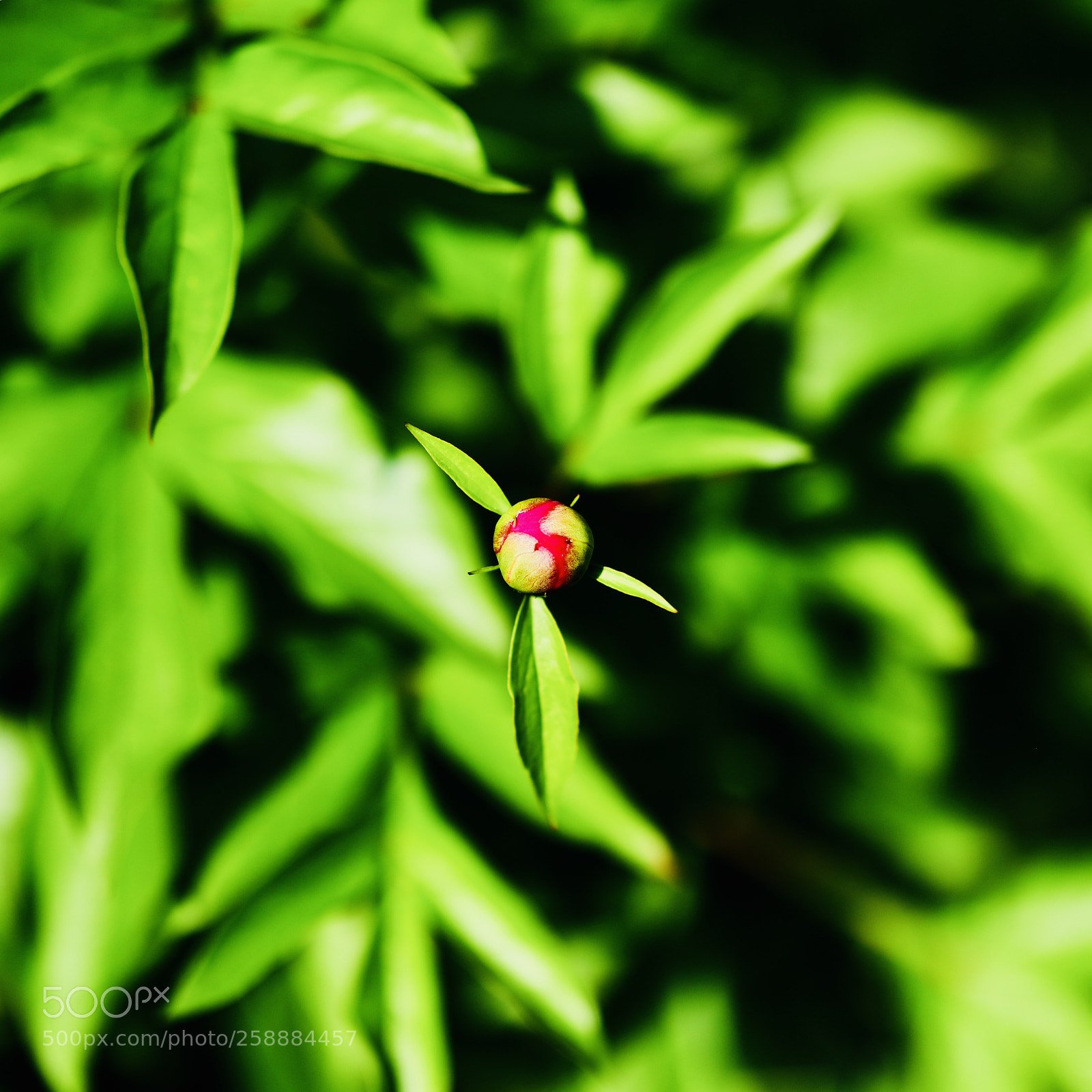Canon EOS 5DS sample photo. Vertigo photography
