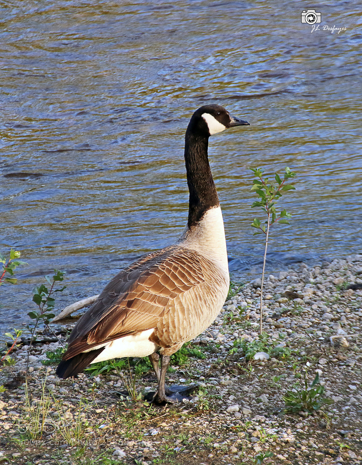 Canon EOS 7D Mark II sample photo. Za photography