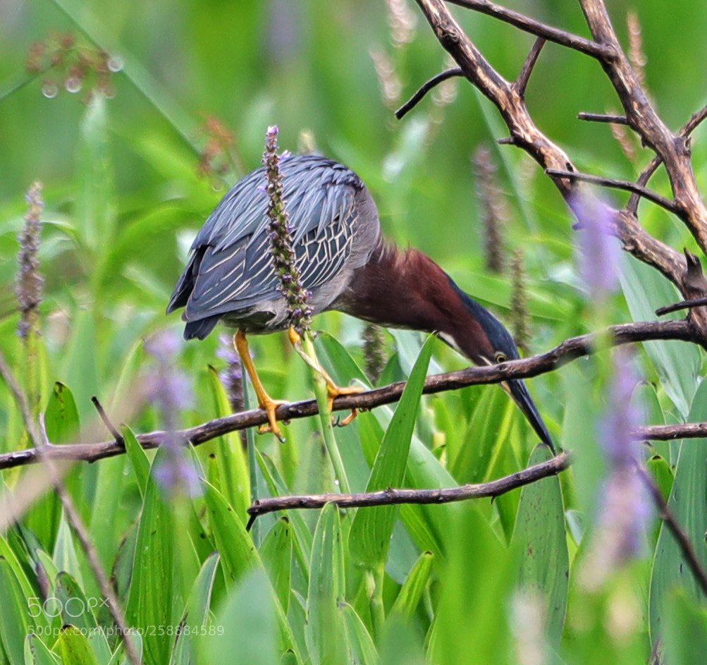 Canon EOS-1D X Mark II sample photo. 05-21-18-0019178.jpg photography