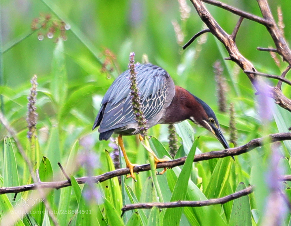 Canon EOS-1D X Mark II sample photo. 05-21-18-0019179.jpg photography
