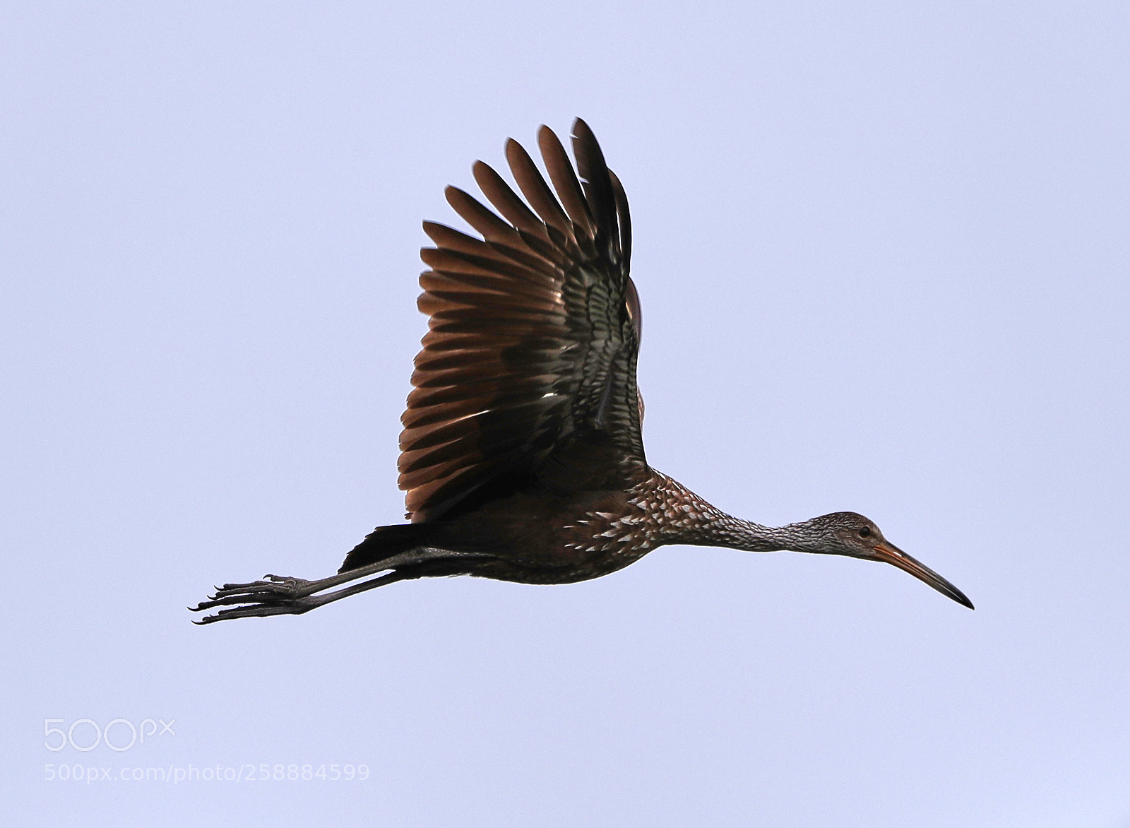 Canon EOS-1D X Mark II sample photo. 05-21-18-0019175.jpg photography
