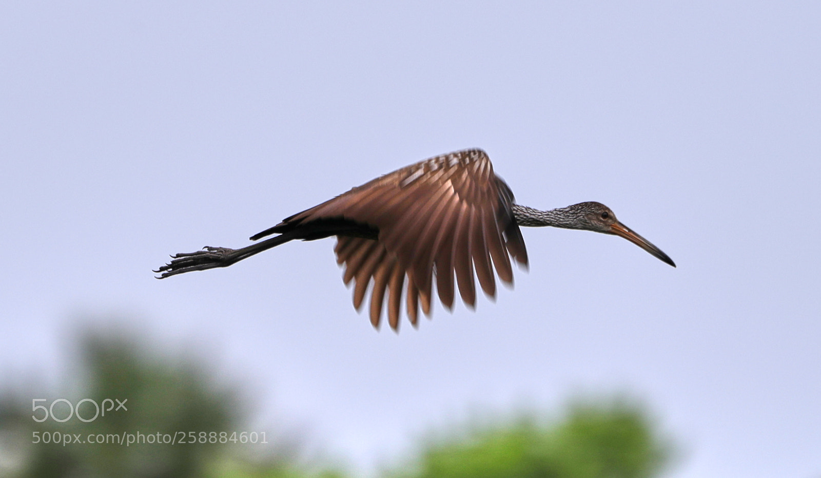 Canon EOS-1D X Mark II sample photo. 05-21-18-0019174.jpg photography