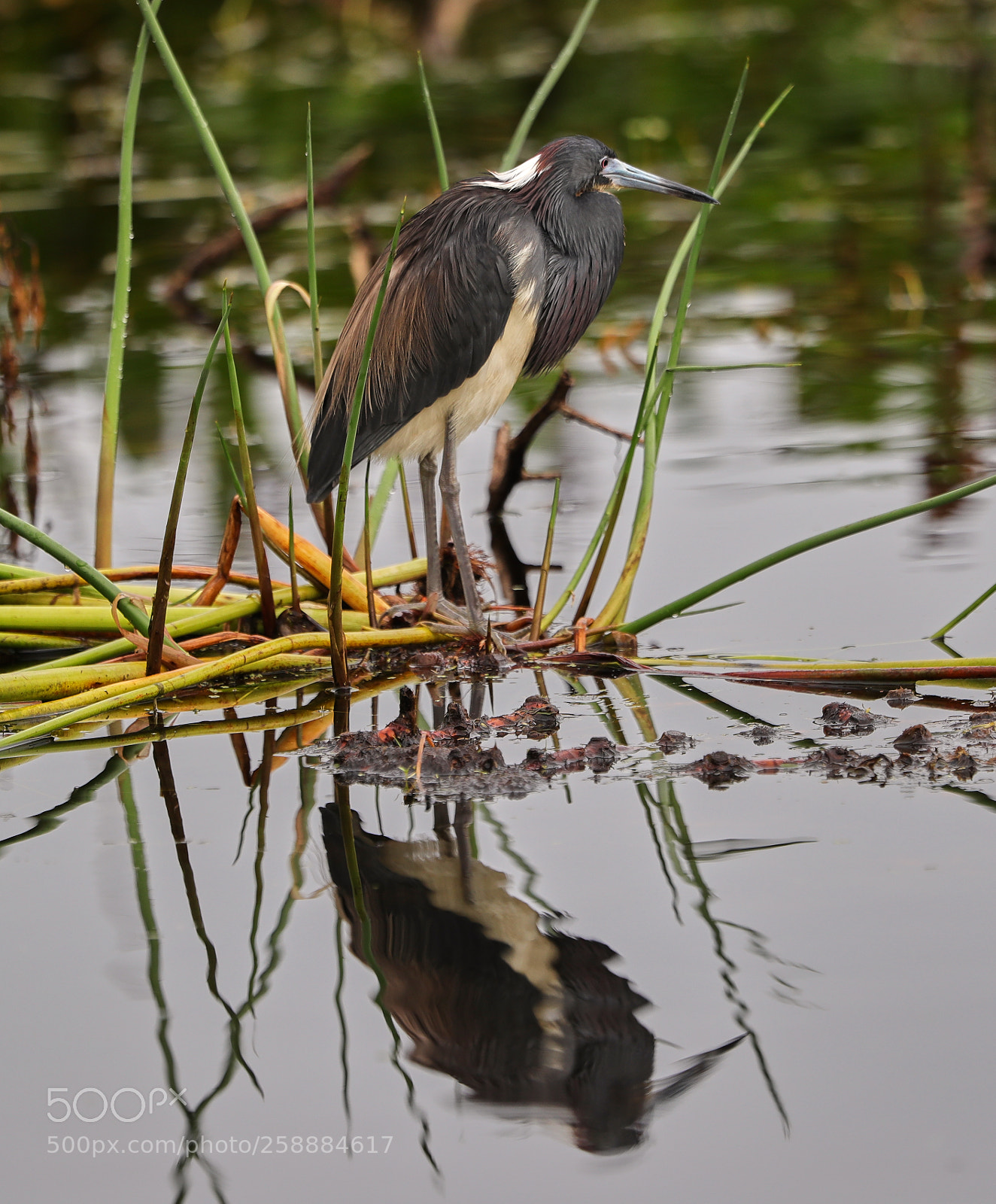 Canon EOS-1D X Mark II sample photo. 05-21-18-0019168.jpg photography