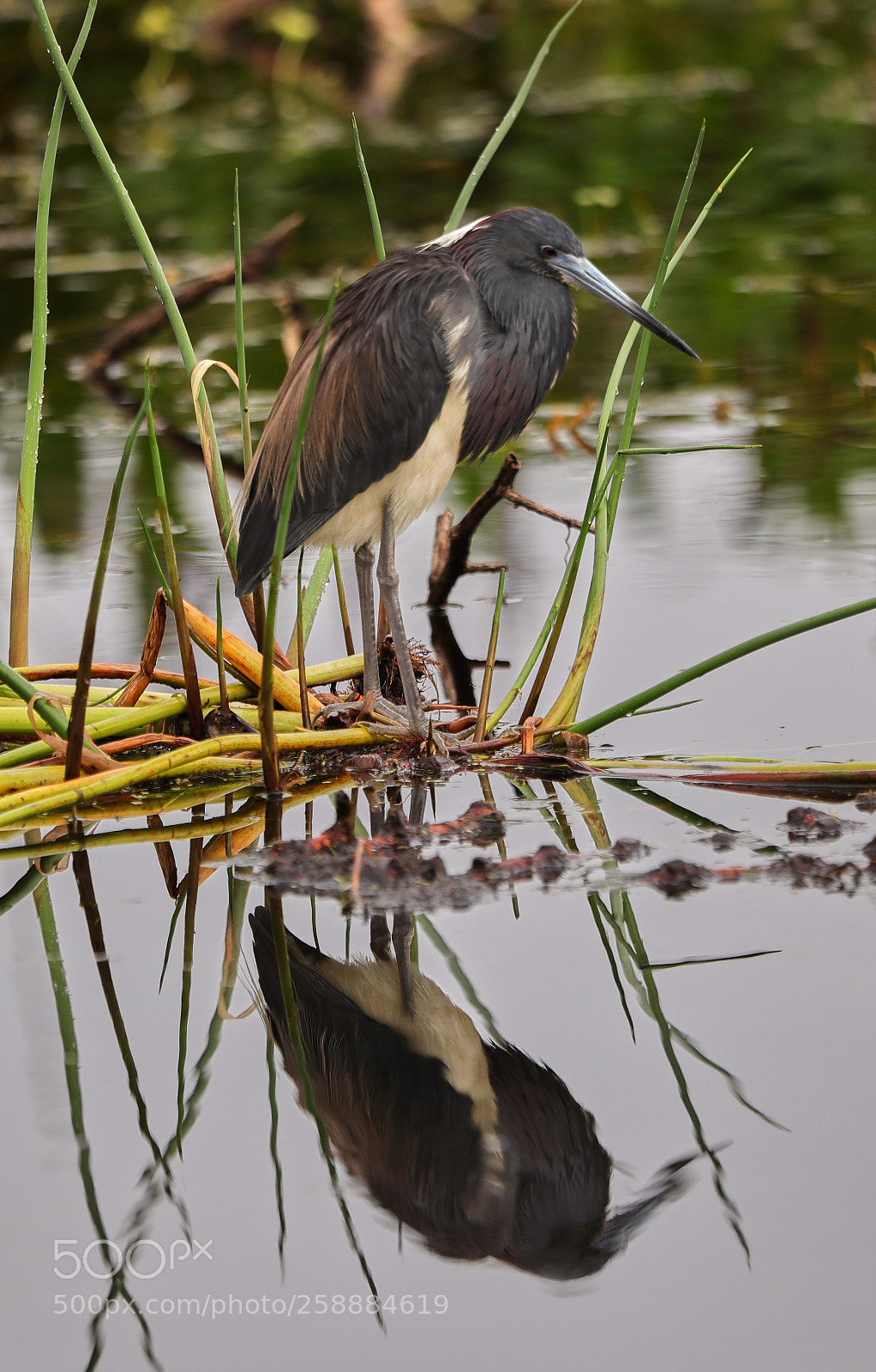 Canon EOS-1D X Mark II sample photo. 05-21-18-0019167.jpg photography