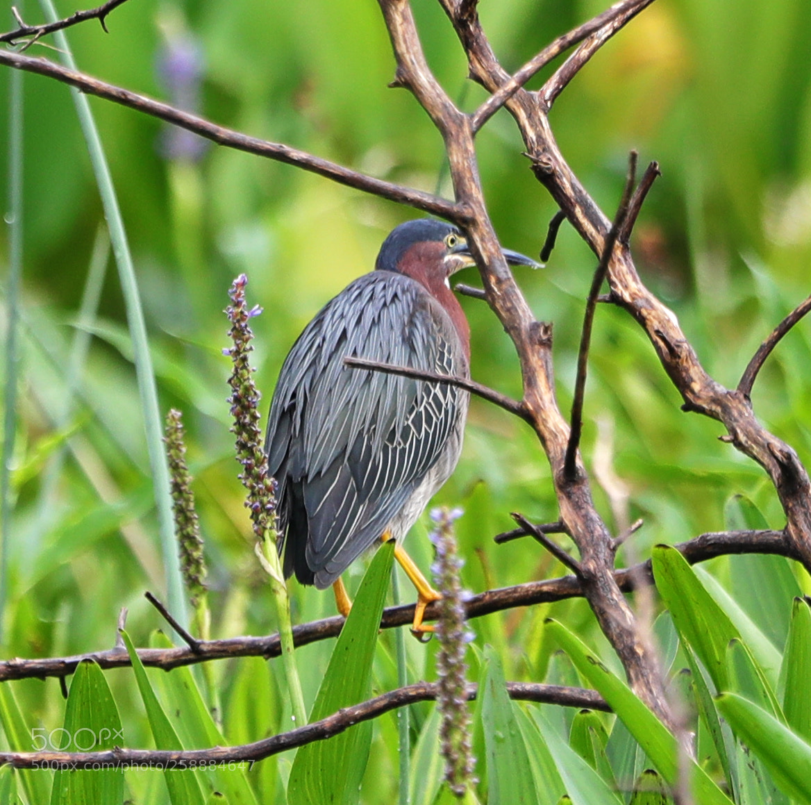 Canon EOS-1D X Mark II sample photo. 05-21-18-0019164.jpg photography