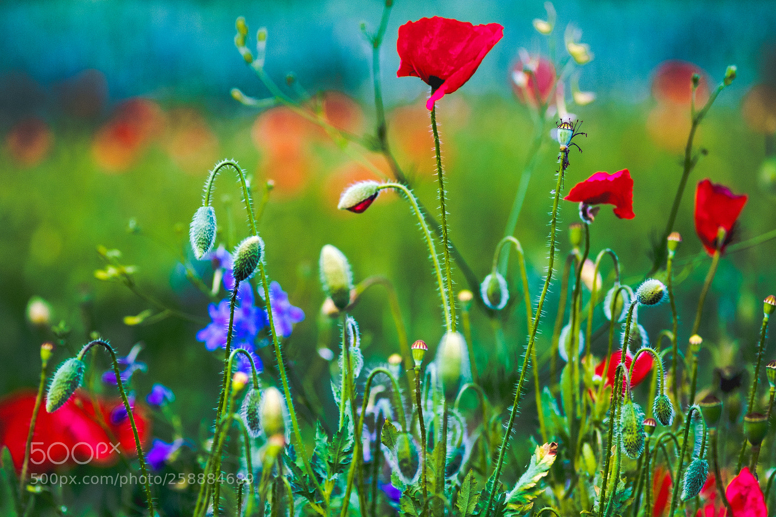 Fujifilm X-Pro1 sample photo. Painted by planar photography