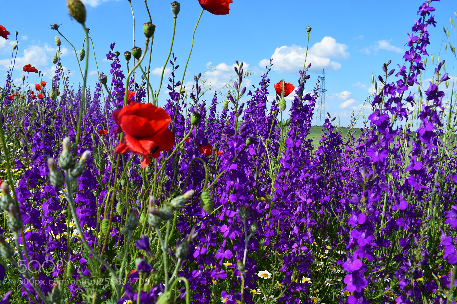 Nikon D5300 sample photo. Dsc photography