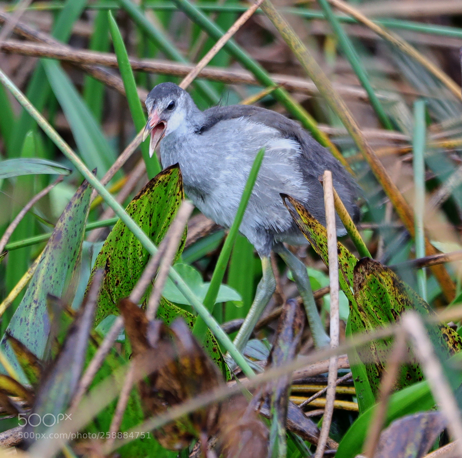 Canon EOS-1D X Mark II sample photo. 05-21-18-0019162.jpg photography