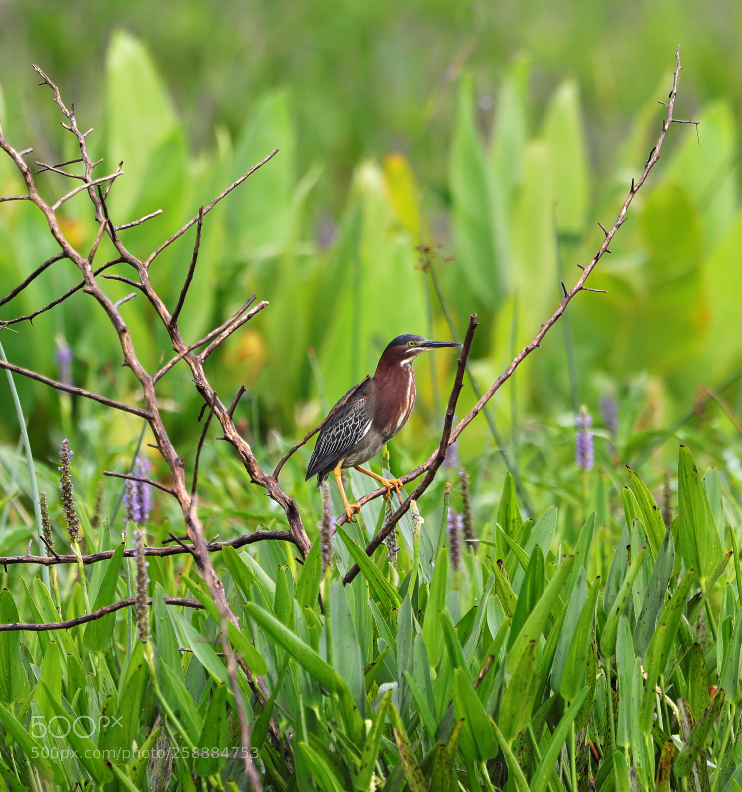 Canon EOS-1D X Mark II sample photo. 05-21-18-0019161.jpg photography