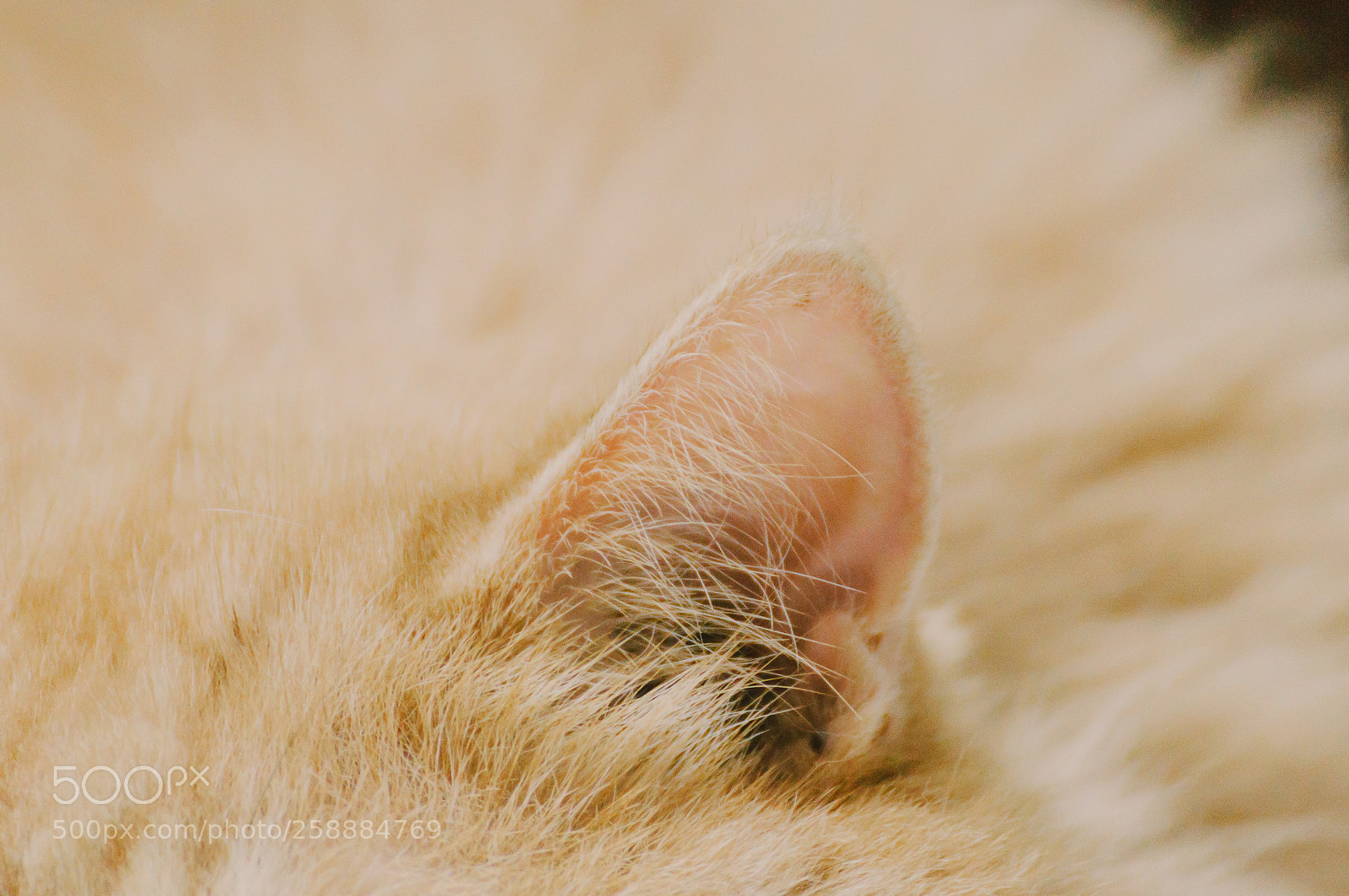 Nikon D5000 sample photo. Ear of cat photography