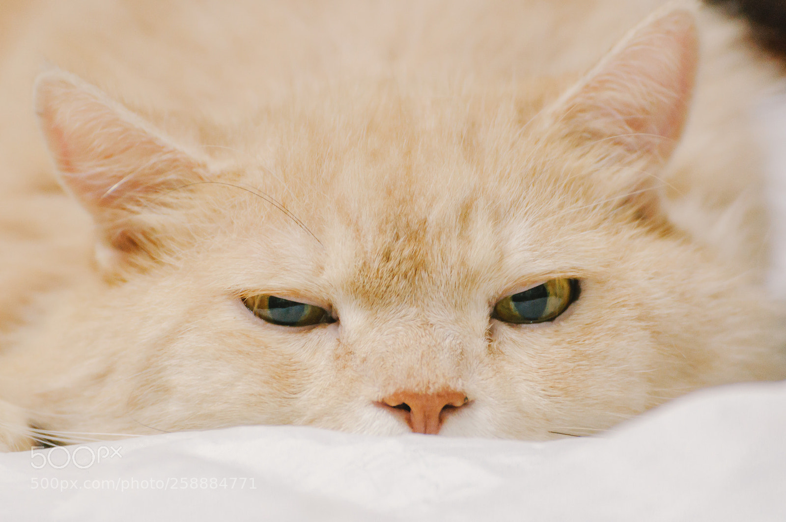 Nikon D5000 sample photo. Cat is going to photography