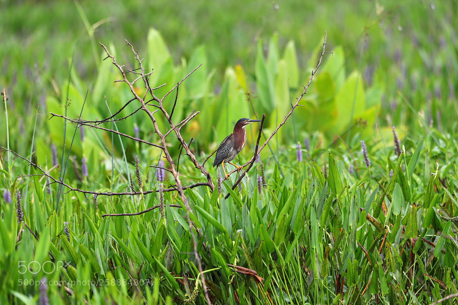 Canon EOS-1D X Mark II sample photo. 05-21-18-0019160.jpg photography