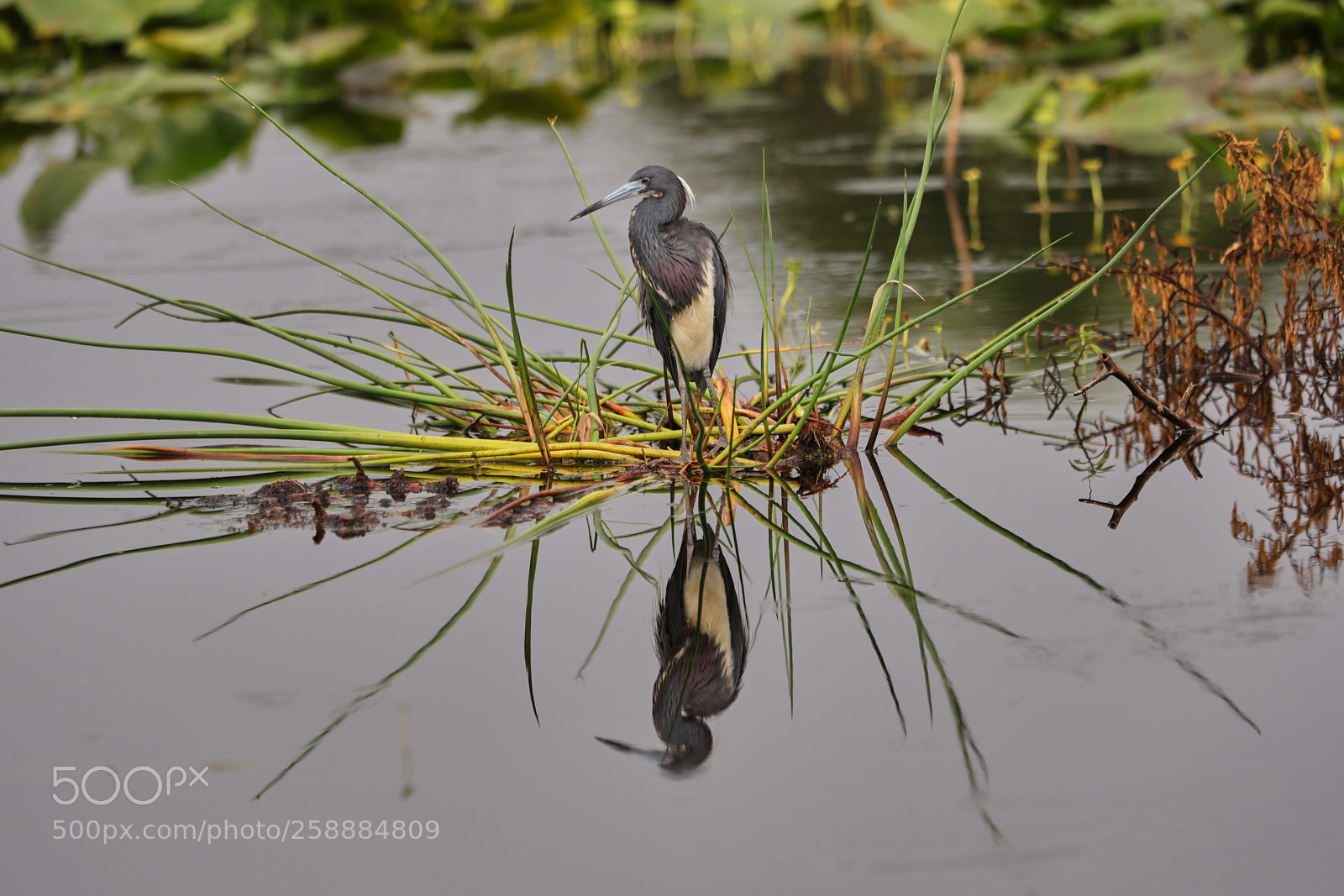 Canon EOS-1D X Mark II sample photo. 05-21-18-0019158.jpg photography