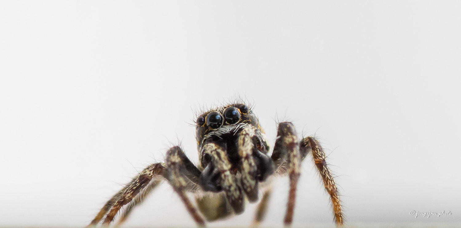 Pentax K-1 Mark II sample photo. Zebra back spider photography