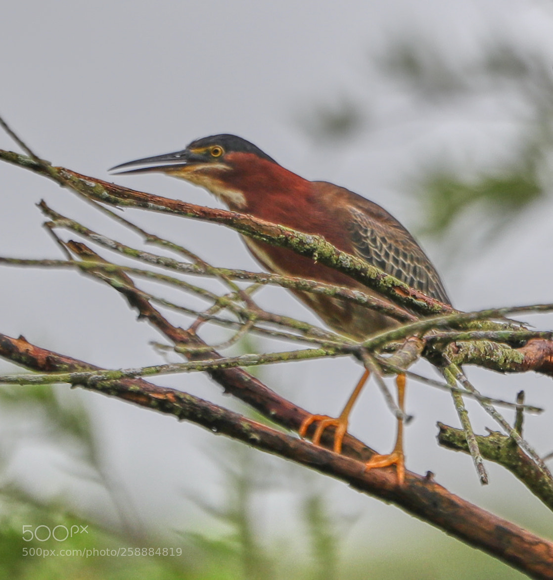 Canon EOS-1D X Mark II sample photo. 05-21-18-0019156.jpg photography