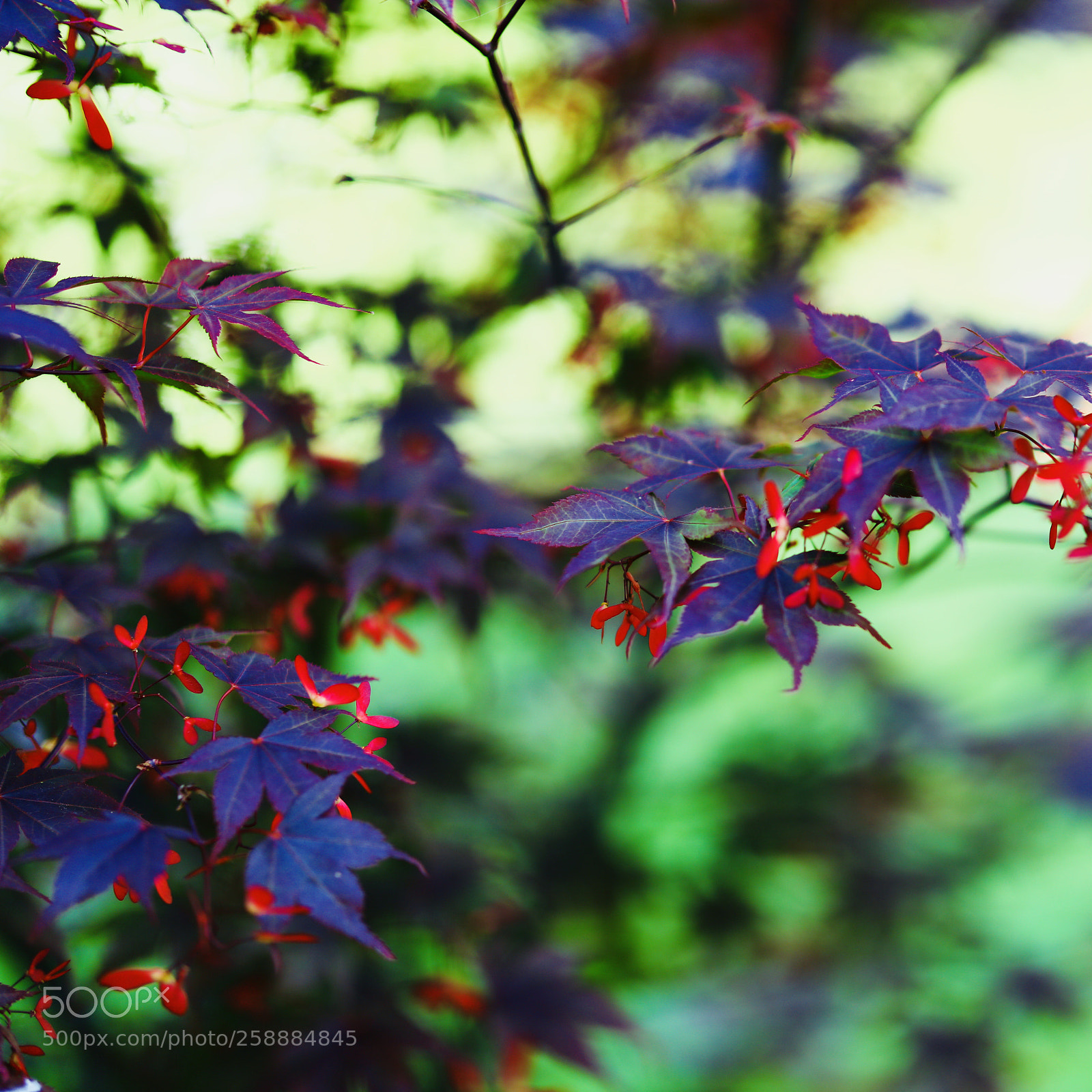 Canon EOS 5DS sample photo. A study in scarlet photography