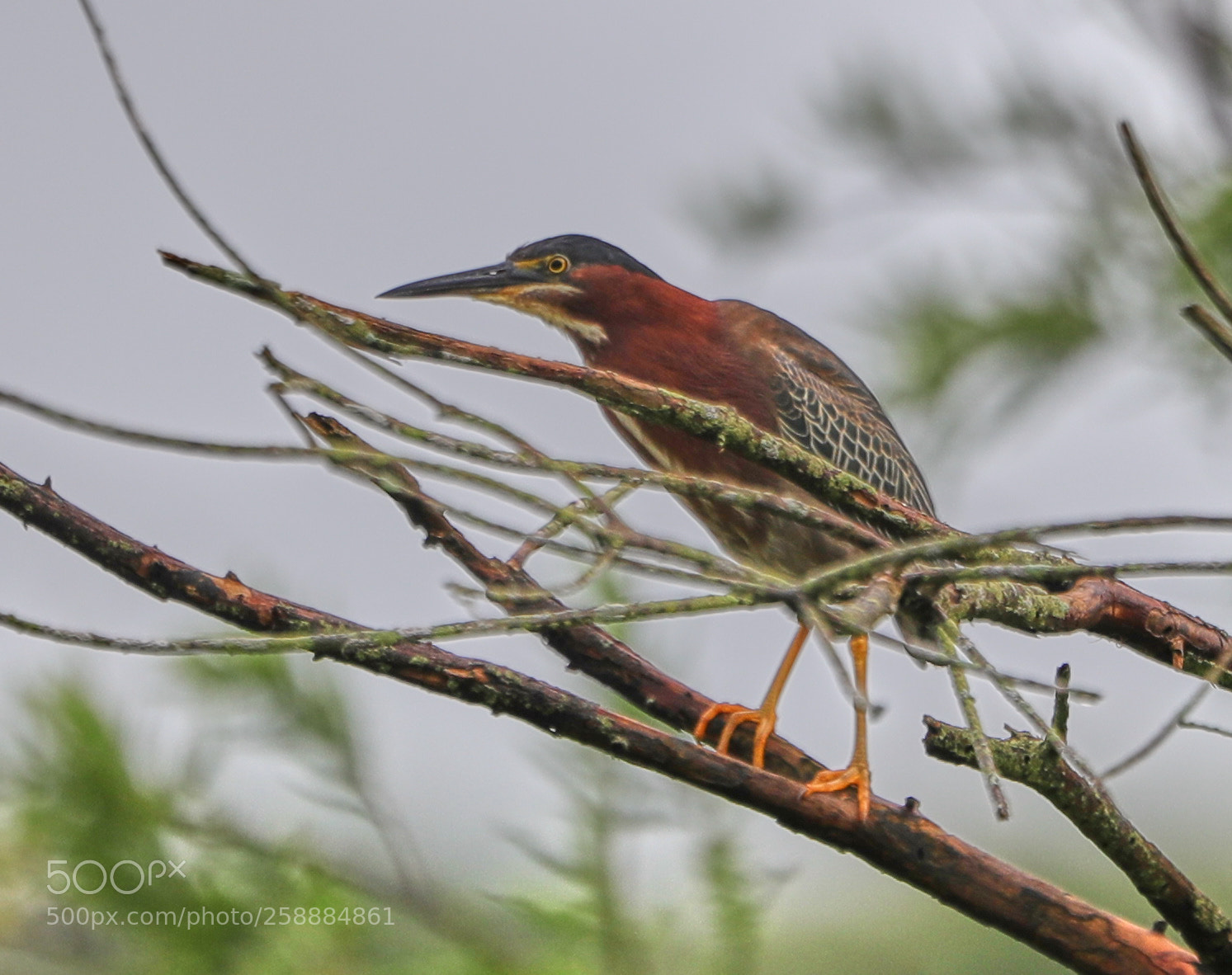 Canon EOS-1D X Mark II sample photo. 05-21-18-0019155.jpg photography