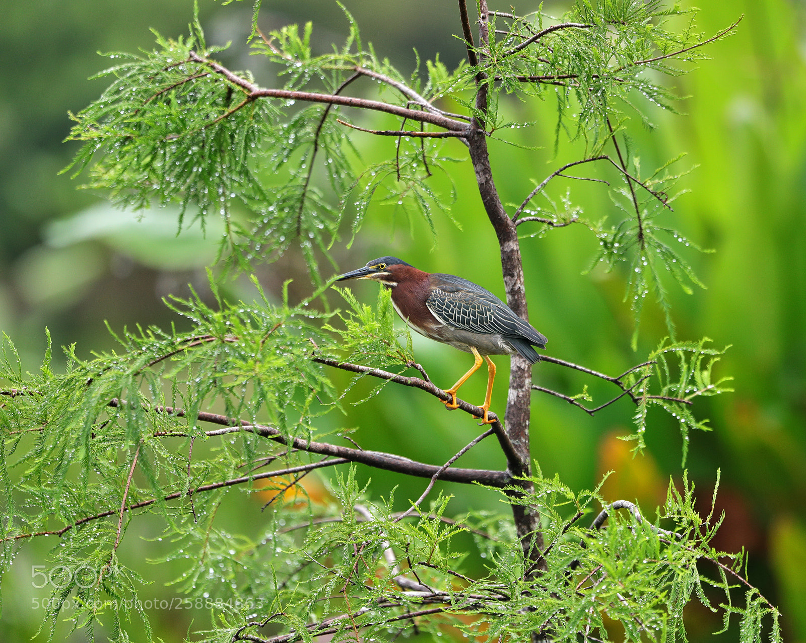 Canon EOS-1D X Mark II sample photo. 05-21-18-0019154.jpg photography