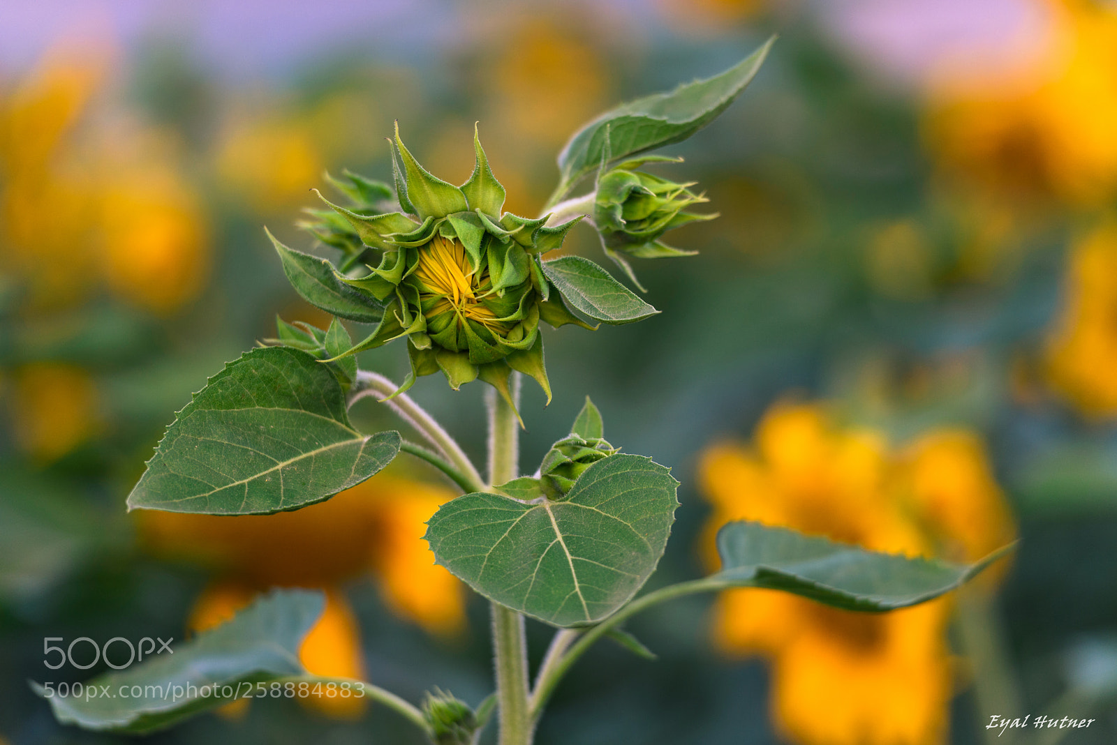 Nikon D750 sample photo. Here comes the sun-flower photography