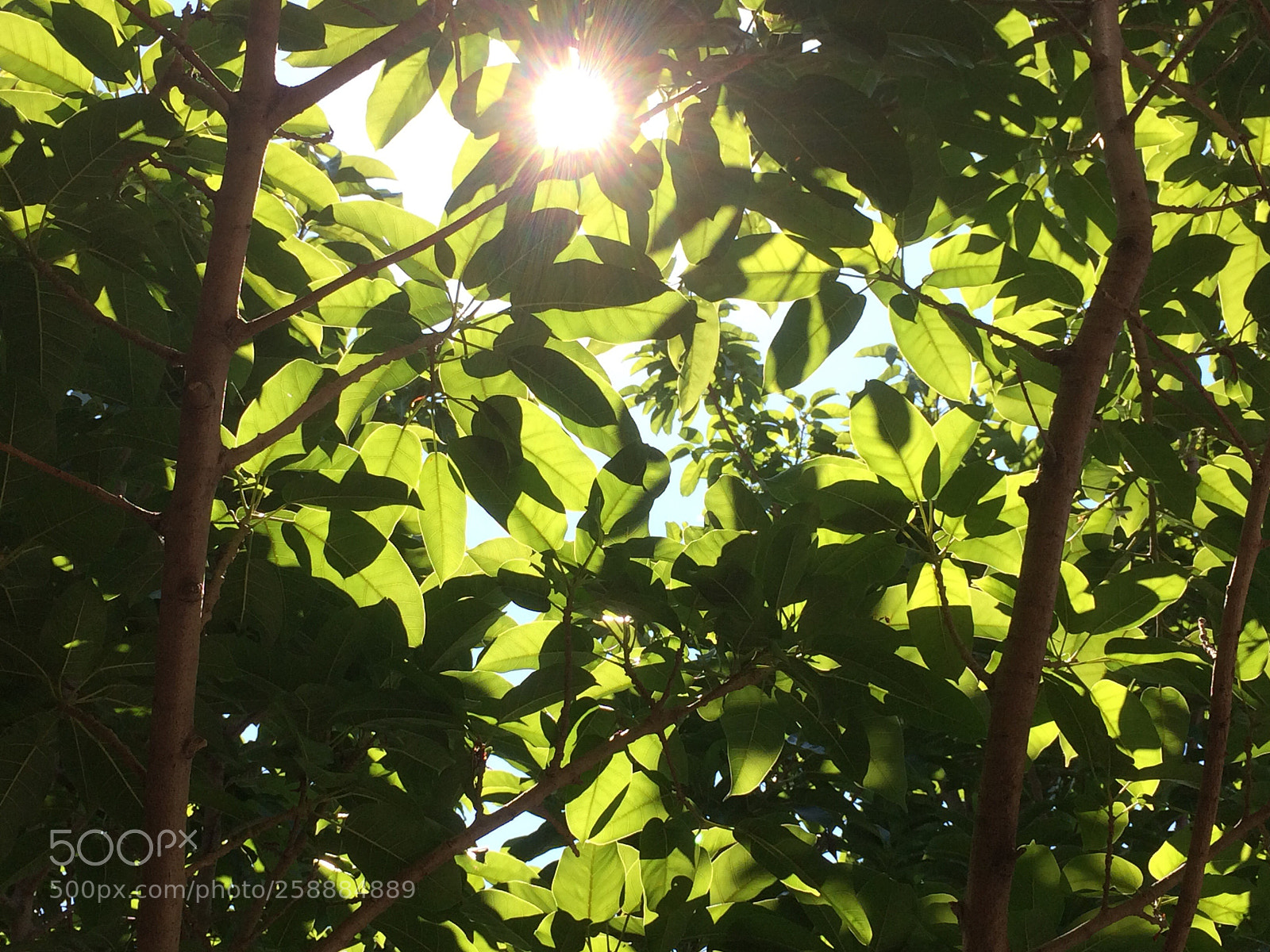 Apple iPhone 5s sample photo. Sunny greens  photography