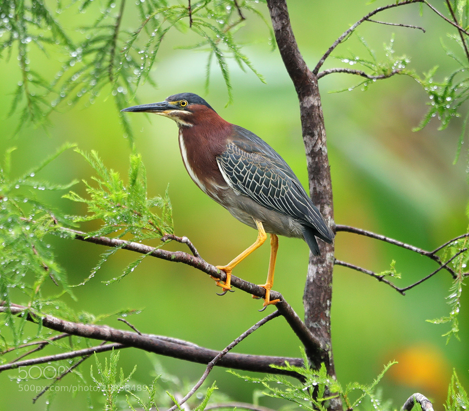 Canon EOS-1D X Mark II sample photo. 05-21-18-0019152.jpg photography