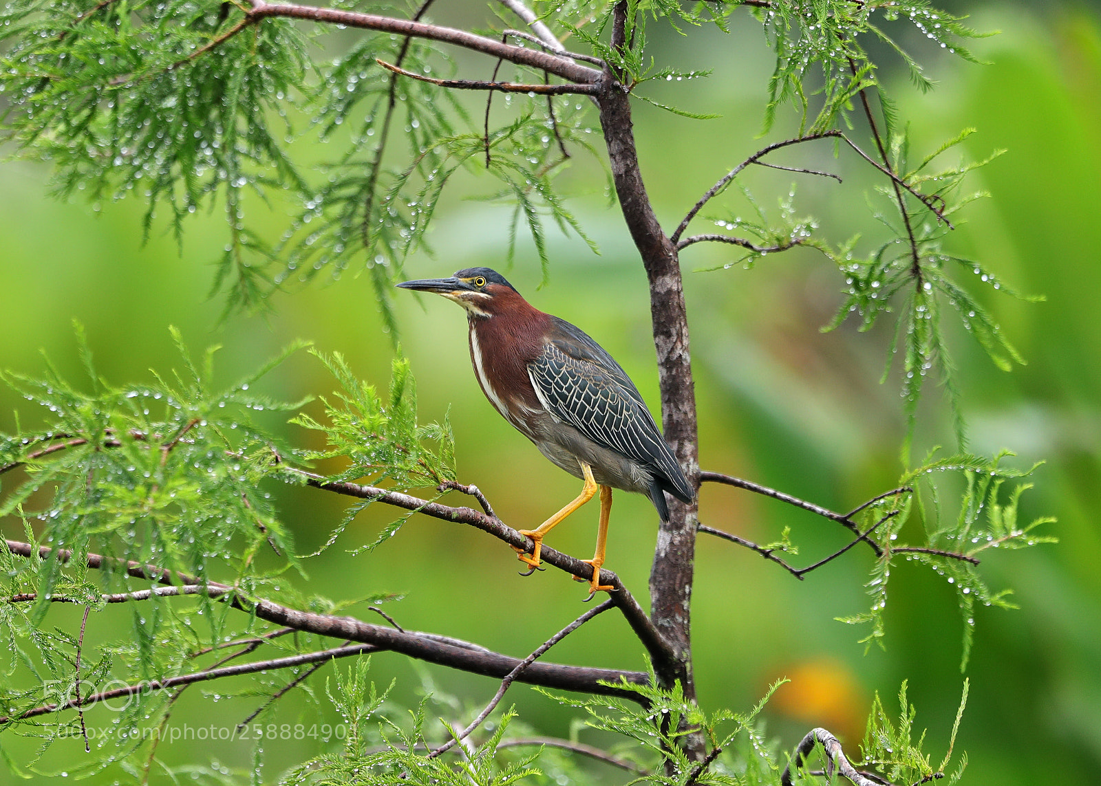Canon EOS-1D X Mark II sample photo. 05-21-18-0019150.jpg photography