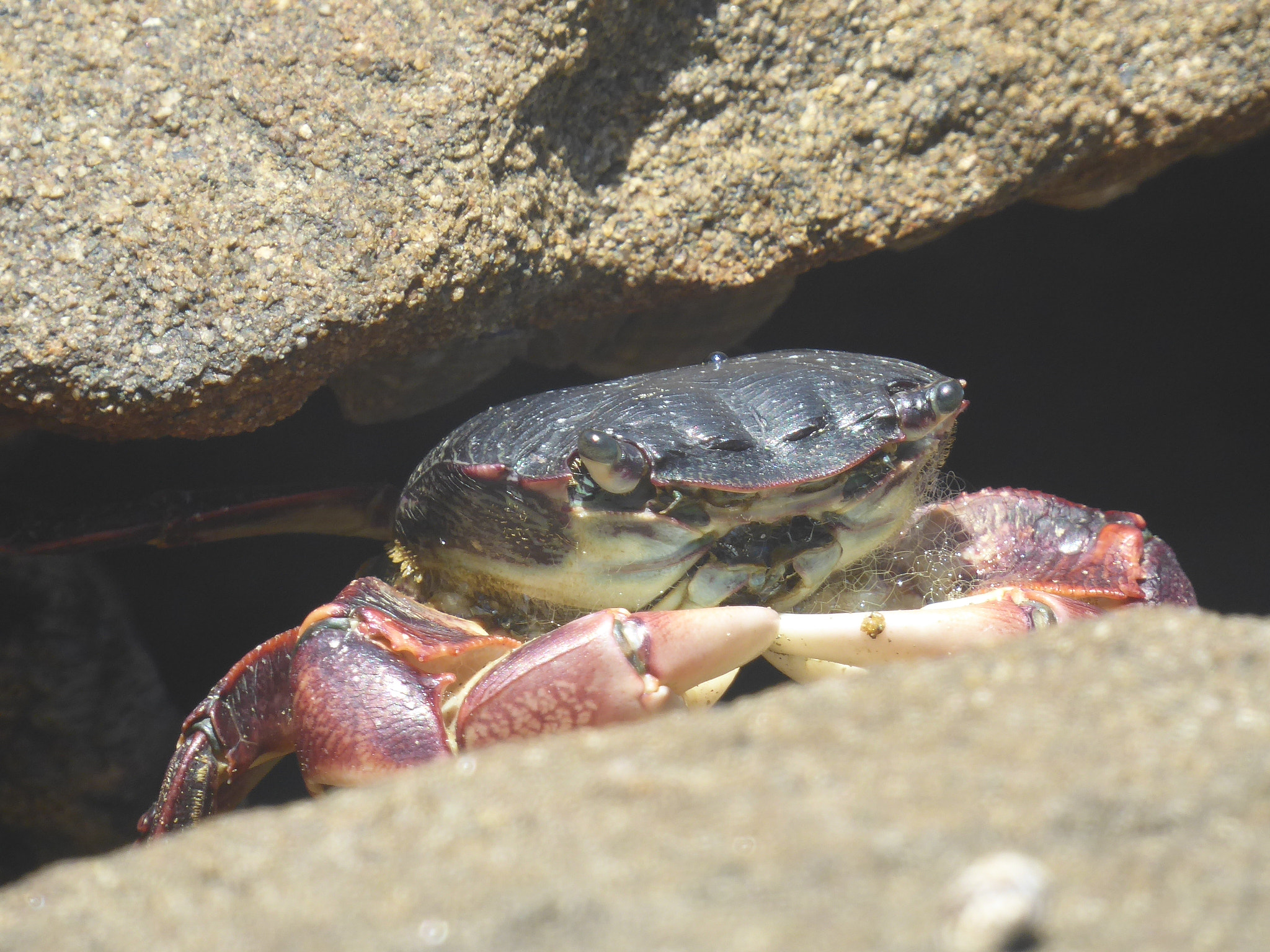 Panasonic Lumix DMC-ZS50 (Lumix DMC-TZ70) sample photo. Dungeness crab photography