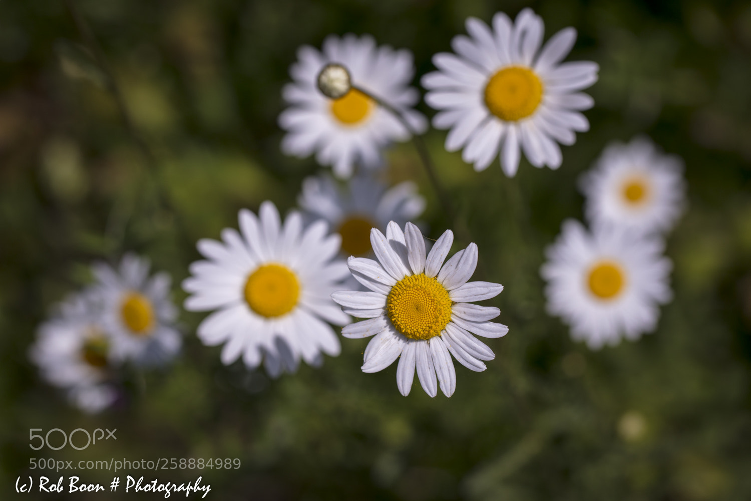 Canon EOS 5DS sample photo. Daisy photography