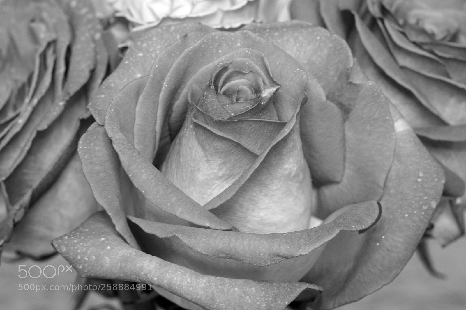 Nikon D7100 sample photo. Dramatic roses photography
