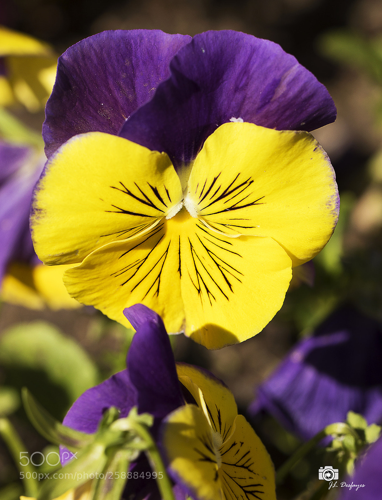 Canon EOS 7D Mark II sample photo. Za photography