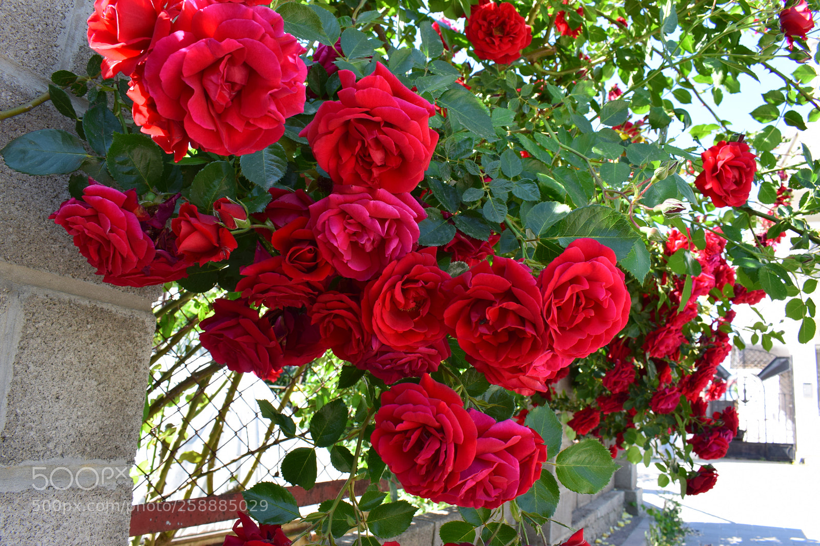 Nikon D5300 sample photo. Dsc photography
