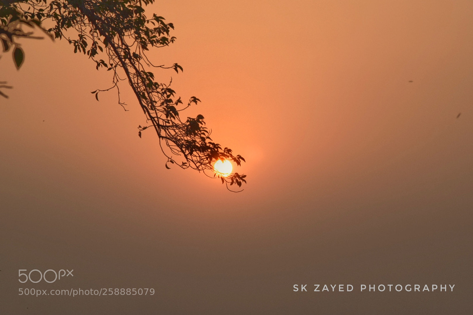 Nikon D5300 sample photo. Catch the sun photography