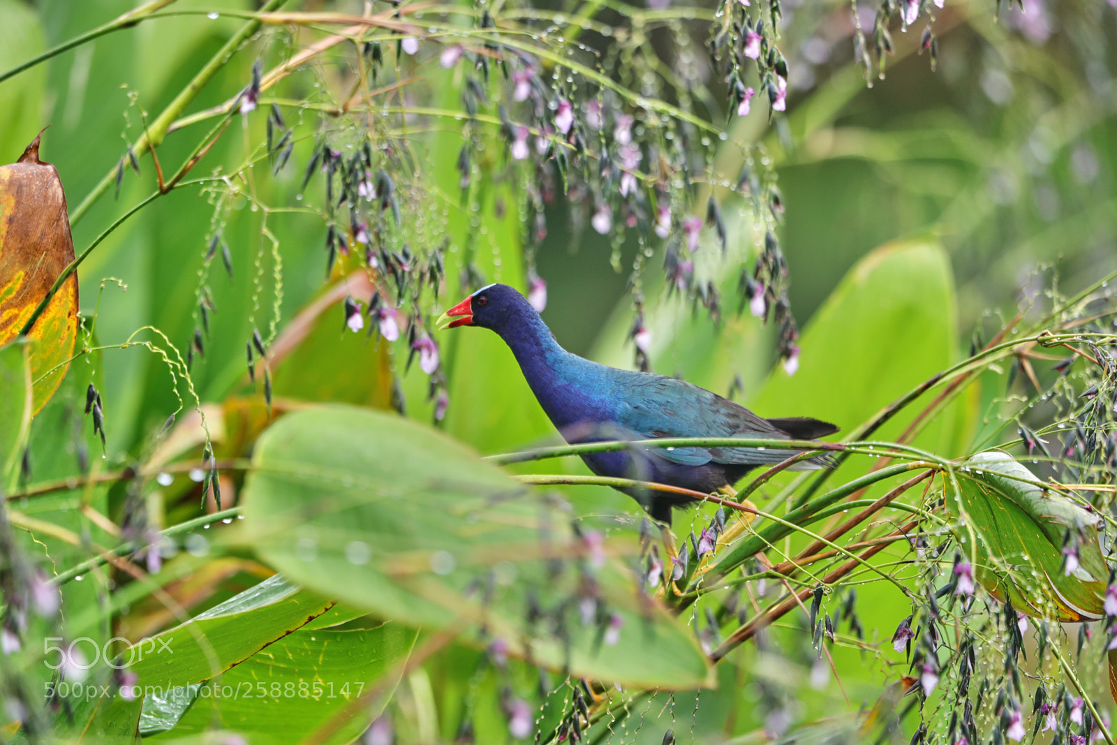 Canon EOS-1D X Mark II sample photo. 05-21-18-0019146.jpg photography
