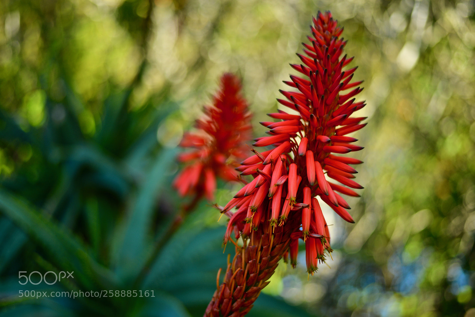 Nikon D610 sample photo. Dcx_5830(1) photography