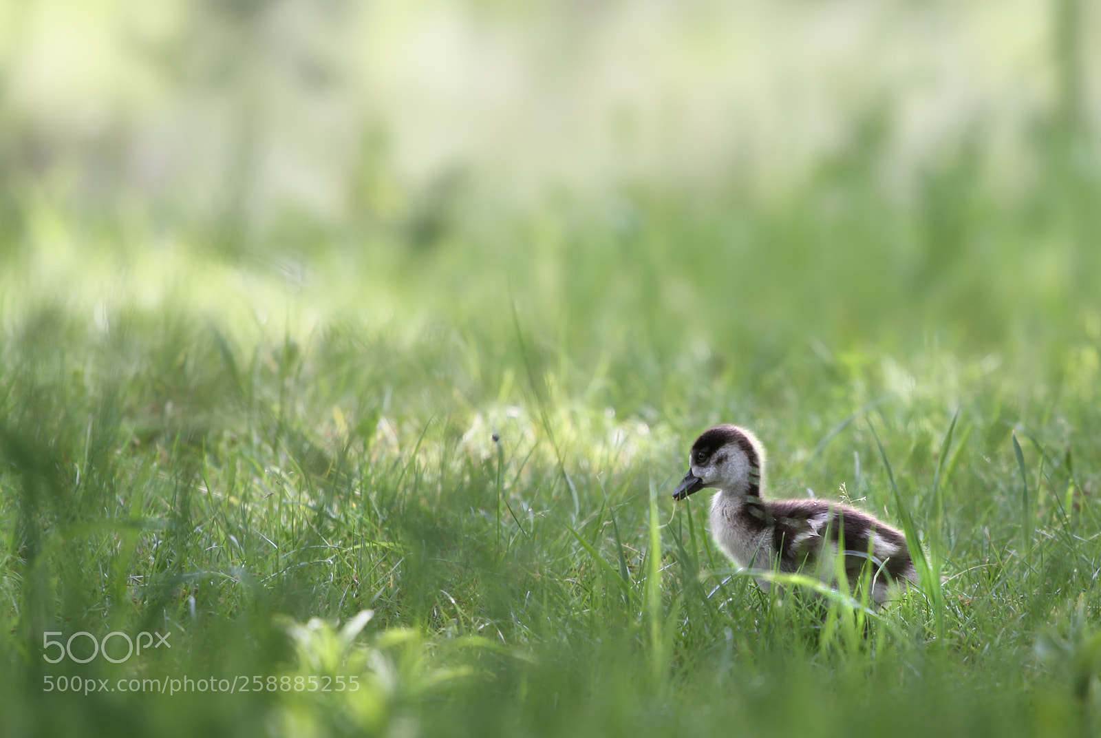 Canon EOS 50D sample photo. Little world conqueror photography