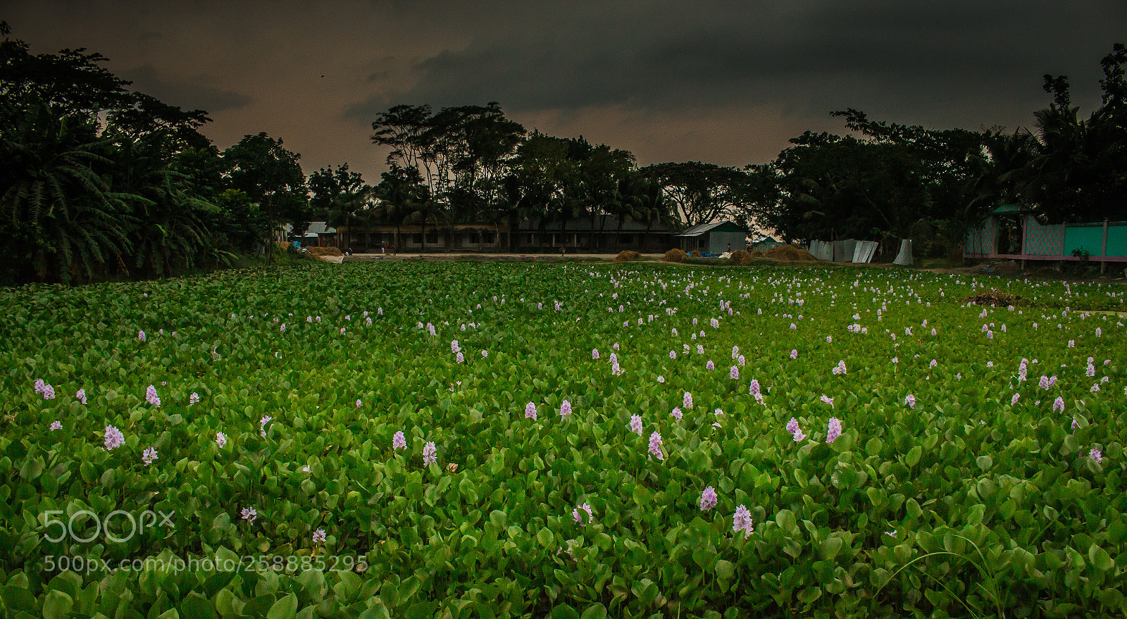 Canon EOS 70D sample photo. Asian  village view . photography